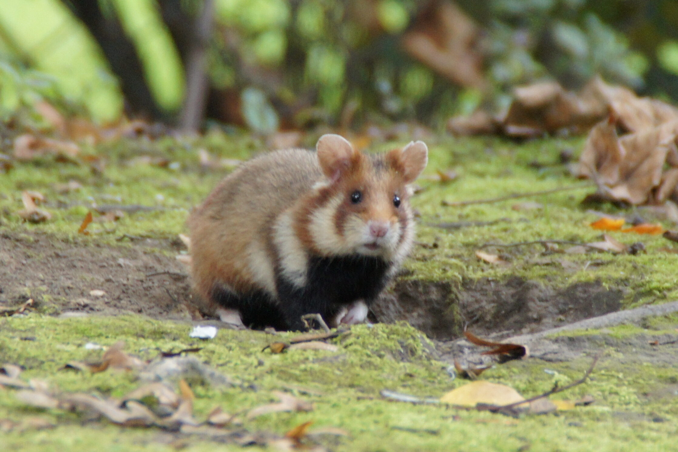 Feldhamster im KFJ Spital