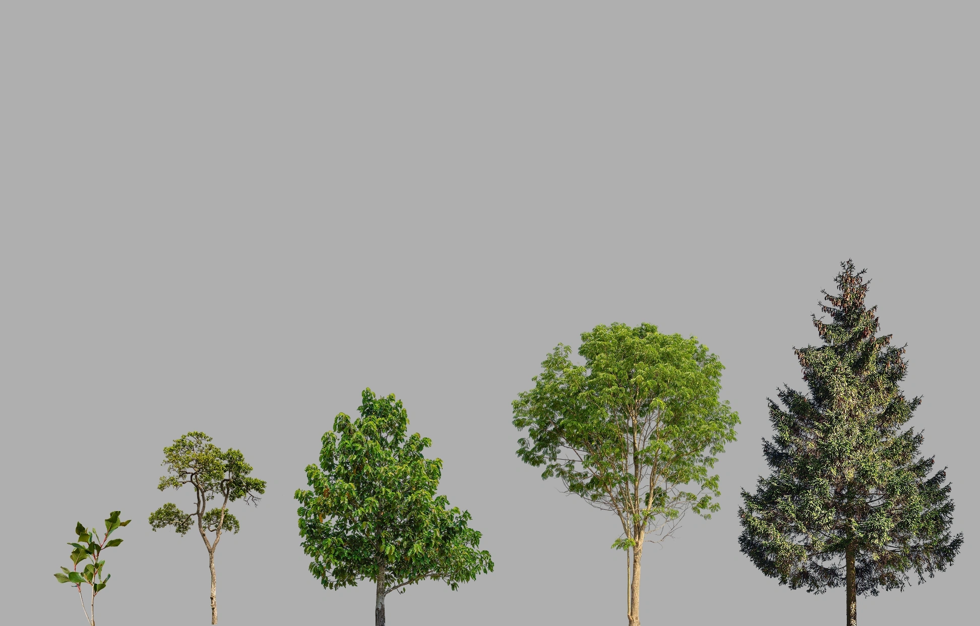 Biodiversität Theme