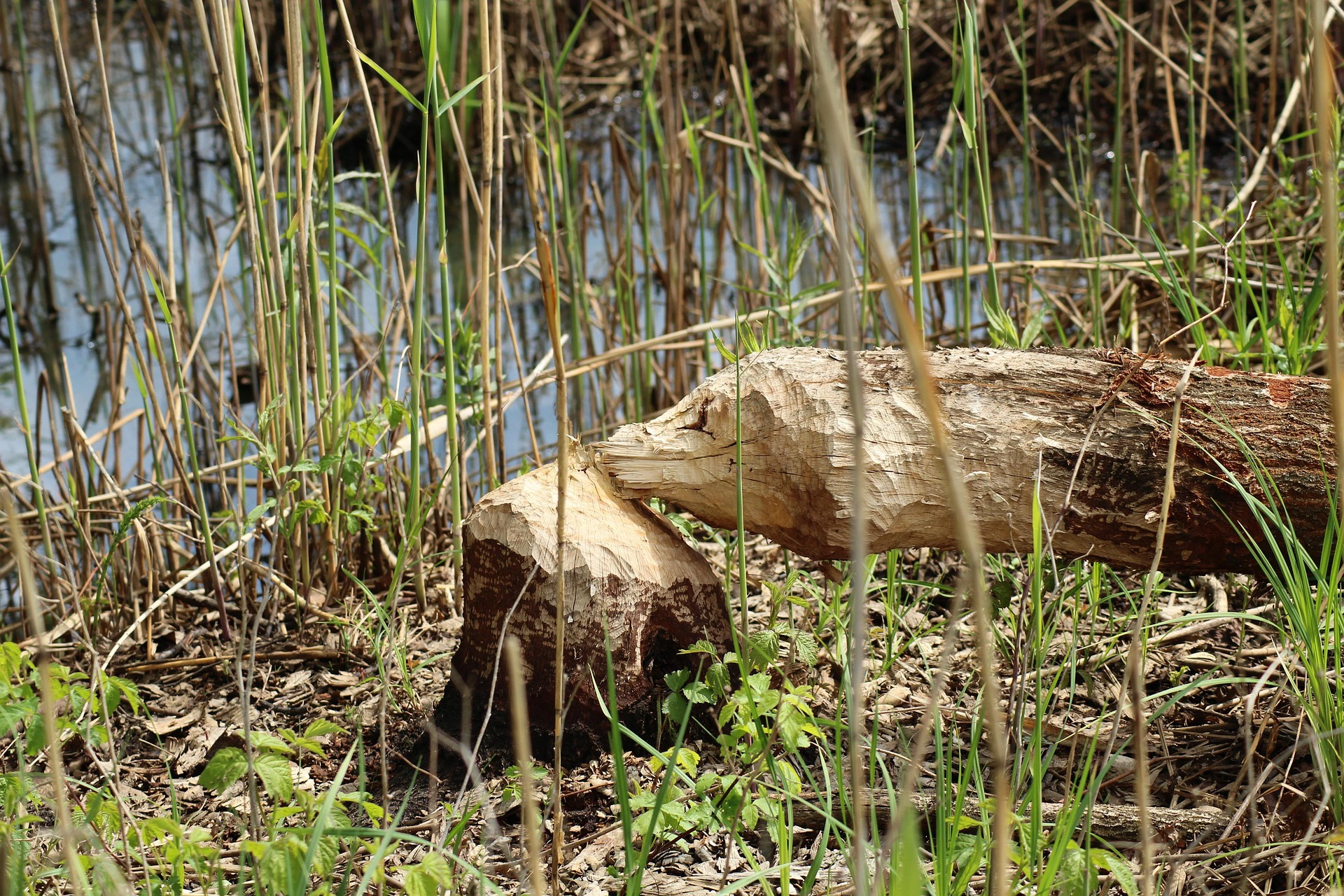 Holzschnitt-Spuren von Bibern – Einblick in die Natur bei der Biber-Exkursion mit Naturfuchs.