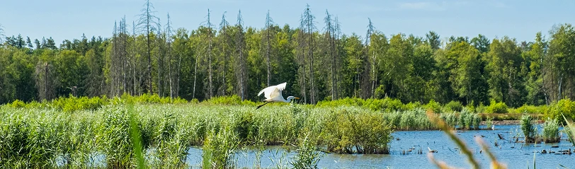 Plattform Naturvermittlung