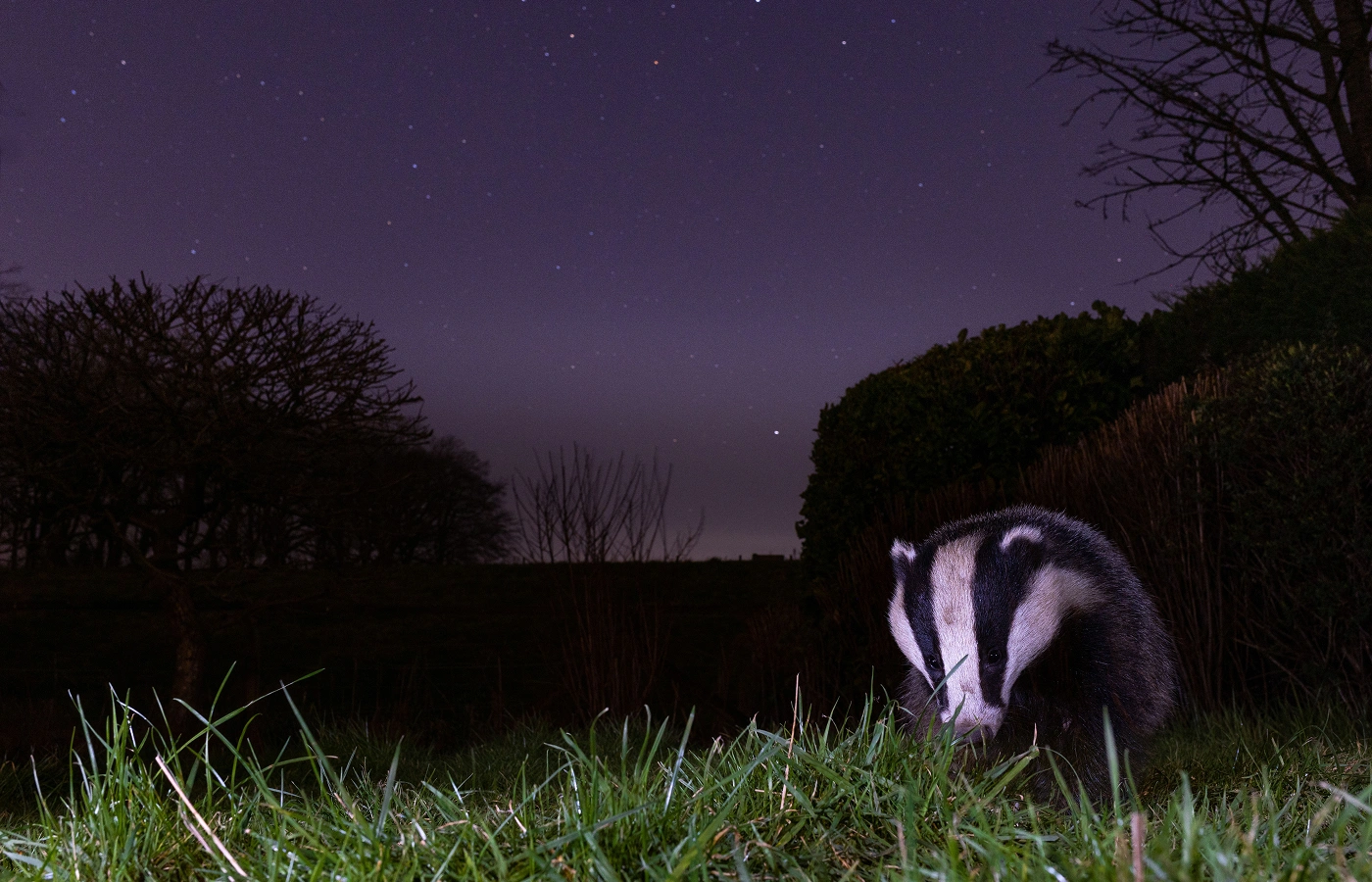 Naturnacht Dachs Wien